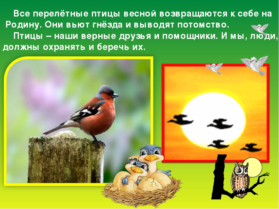 Изменения в жизни птиц весной. Презентация весенние птицы. Перелетные птицы. Птицы весной презентация для дошкольников. Птицы весной для детей.